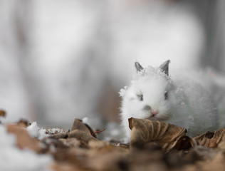 white rabbit in winter