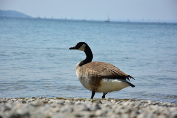 Graugans am Stein-Strand bei Herrsching am Ammersee in Bayern