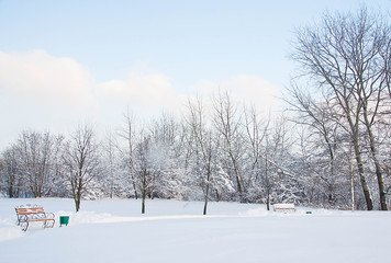 benches and different trees in the snow in winter