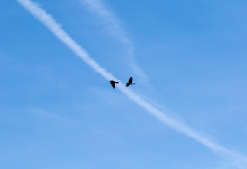 Jackdaws flying past contrails