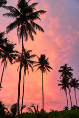 Tropical palms and the sky. Sri-lanka.