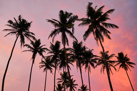 Tropical palms and the sky. Sri-lanka.