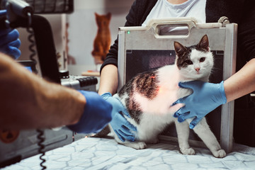 Veterinarians make x-ray sick cat on a table in a clinic.