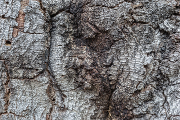 Bark close up 14