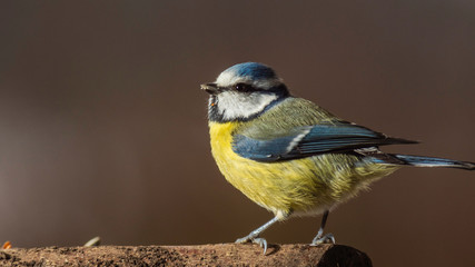 Naklejka premium Oiseaux du Grésivaudan - Isère.