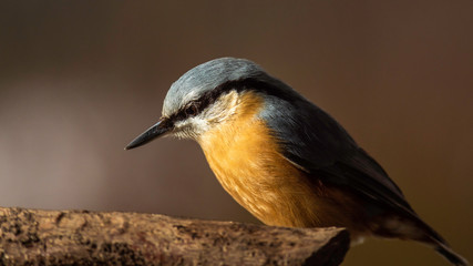 Oiseaux du Grésivaudan - Isère.