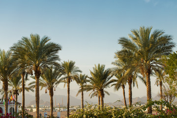 Naklejka na ściany i meble Branches of date palms under blue sky in Summer