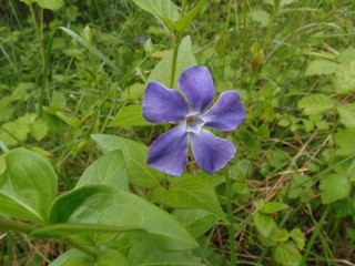 viola selvatica