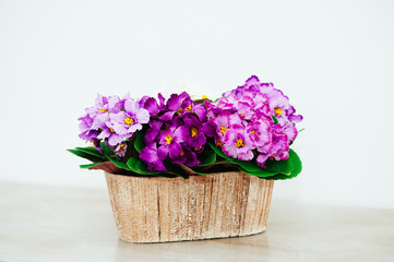 flowers on light background