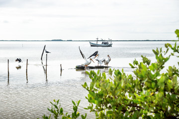 Pelikans flying in the lagoon of Chelem with boat and bush, Mexico, Yucatan