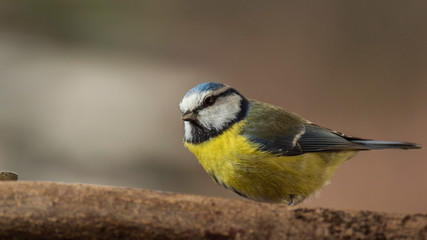 Oiseaux du Grésivaudan - Isère.