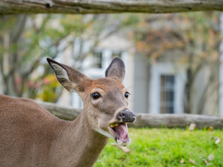 Deer was eating an apple at Mont-Tremblant National Park