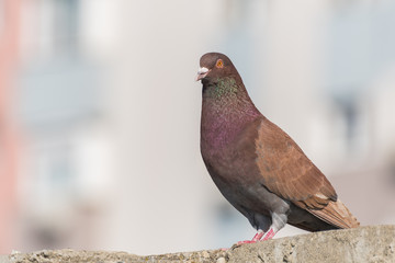 A Red Pigeon Enjoying the Winter Sun