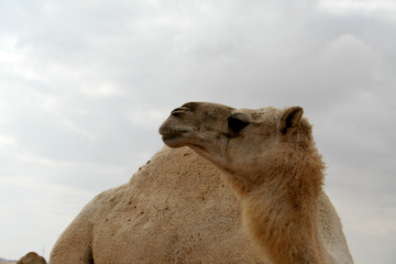 Camel the Saudi desert ship