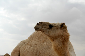 Camel the Saudi desert ship