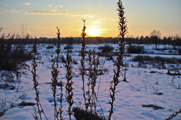 Fototapeta na wymiar The stems of a plant in a winter field are not sunset.