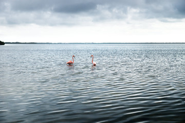 Two pink flamingos in the silver shining lagoon of Chelem, Yucatan, Mexico