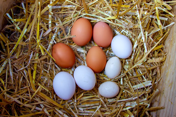 chicken eggs on hay