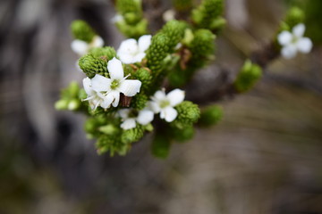 white flowers in garden