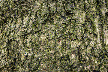 Bark close up 9