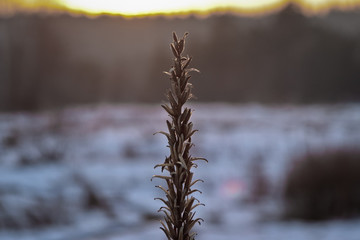 The stems of a plant in a winter field are not sunset.