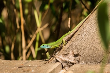 European green lizard (Lacerta bilineata) at sunny day.