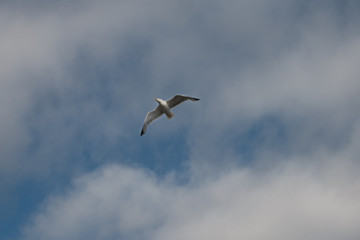 seagull flying in the blue sky