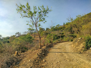 A dirt road street in rural Pipincatla of Ixcateopan de Cuauhtemoc in Guerrero. Two free range pigs looking for food roadside. Sierra Madre del Sur. Travel in Mexico.