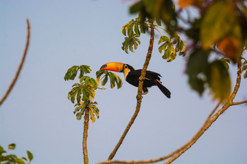 Toco toucan, in forest environment,Pantanal, Brazil