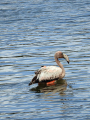 Immature Flamingo