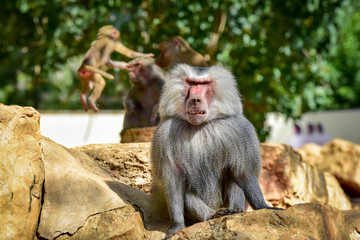 Baboon sitting on the rocks in the park.