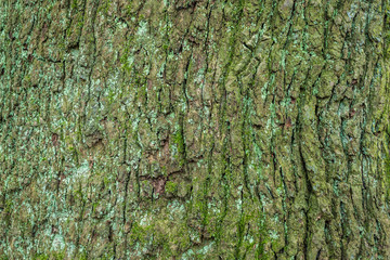 Bark close up 7