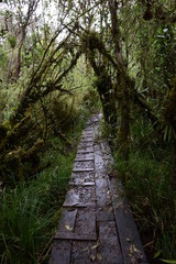 Obraz premium path in the forest