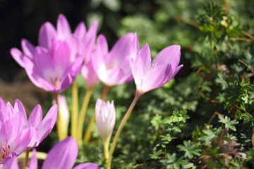 Obraz premium Spring crocus blooms in the garden. Purple flowers in the sun. Many spring crocus flowers in the park