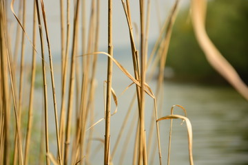 Schilf am bayrischen See mit unscharfem Hintergrund
