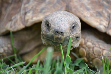 turtle on grass