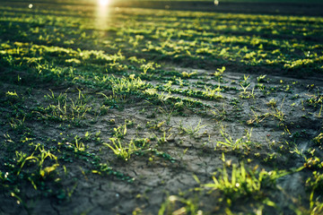 Young corn field in brown soil at sunset in detail bokeh view. green and brown warm look on evening wide angle shot with long small shadows