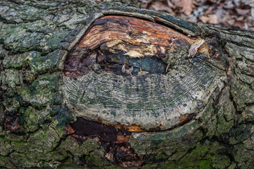 Bark close up 3