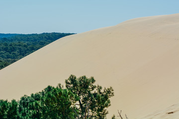 Dune of Pilate, France. the largest sandy desert in Europe, with beatiful forest and ocean view on the back side
