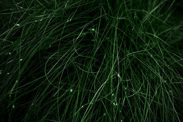 dark green grass, toned background image