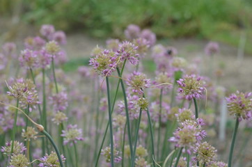 Blooming Allium globosum