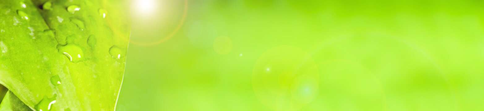 green leaf with dew on the surface, panoramic image