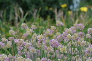 Blooming Allium globosum