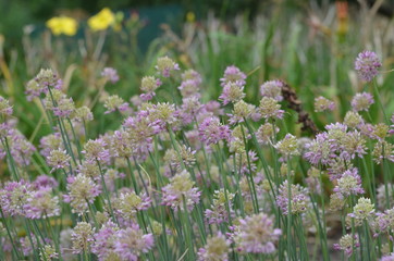 Fototapeta premium Blooming Allium globosum