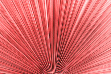 texture of pink exotic palm leaves, background image