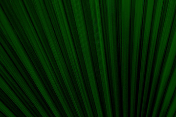 Obraz premium texture of dark green exotic palm leaves, background image