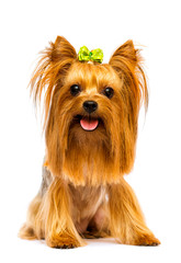 yorkshire terrier dog looks