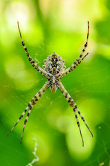 Beautiful spider on a spider web- Stock Image     