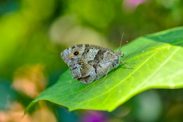 Closeup   beautiful butterfly sitting on flower