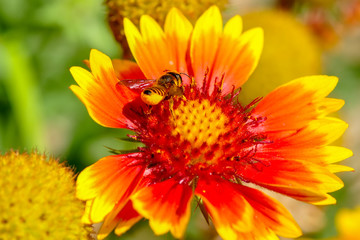 Beautiful  Bee macro in green nature - Stock Image